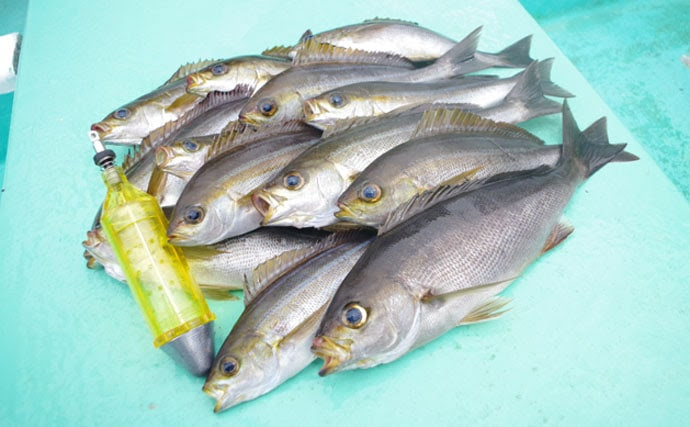 コマセ釣り攻略 コマセの種類とタナの取り方 イラスト付き解説 Tsurinews