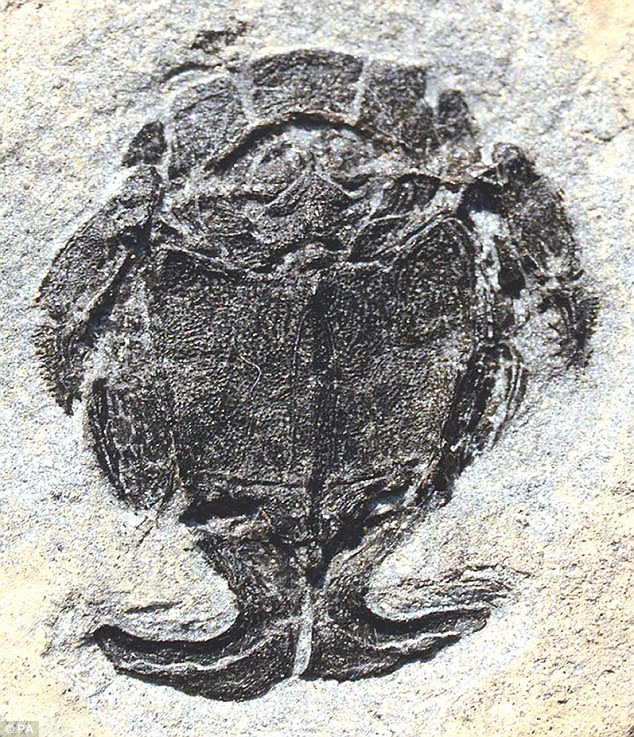 Fossils of the ancient creatures, called antiarch placoderms, date from 430 million years ago and show that they were the first to develop differential male and female genitalia, and began engaging in the act in the freshwater lakes in which they lived
