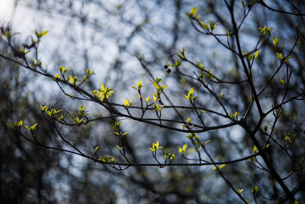 fruehling-8