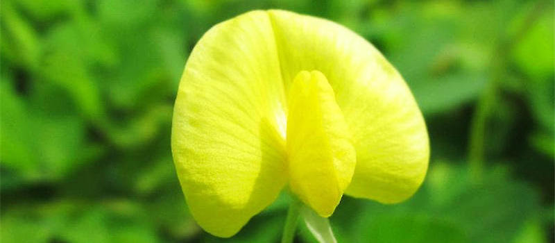 蔓花生的品种简介 观花植物栽培 波奇网百科大全