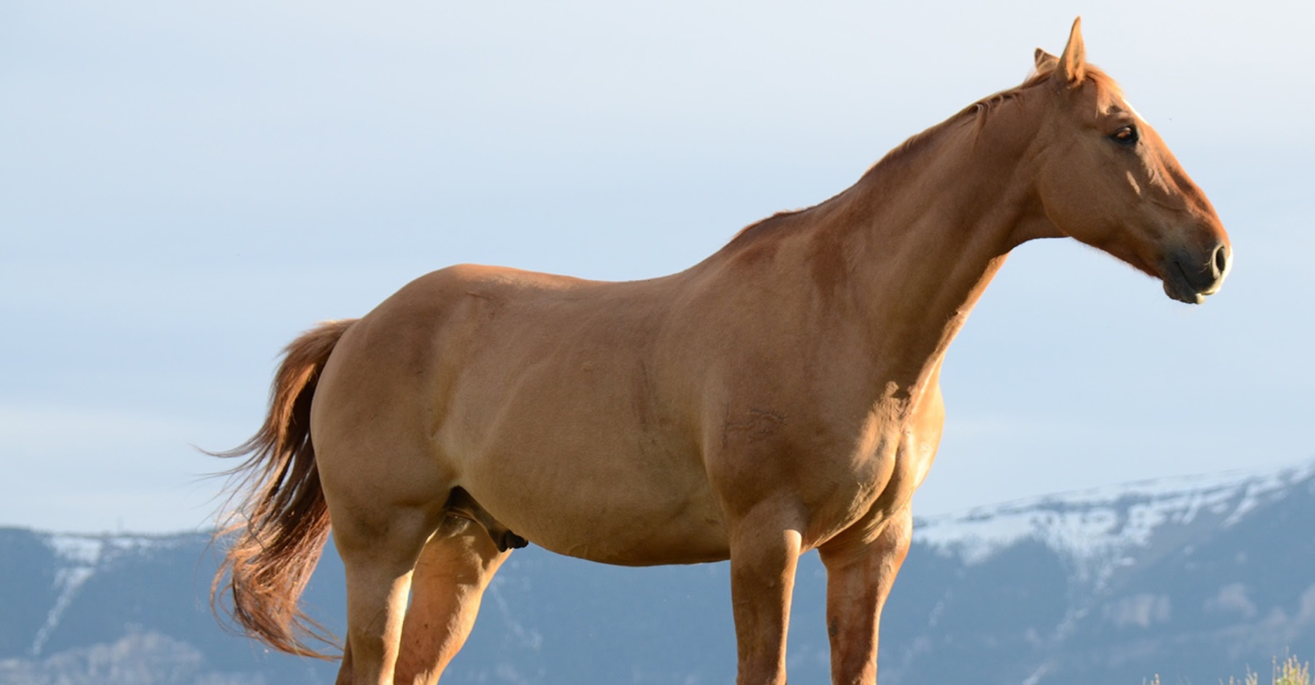 Cartrophen Vet - Healthy joints, happy pets