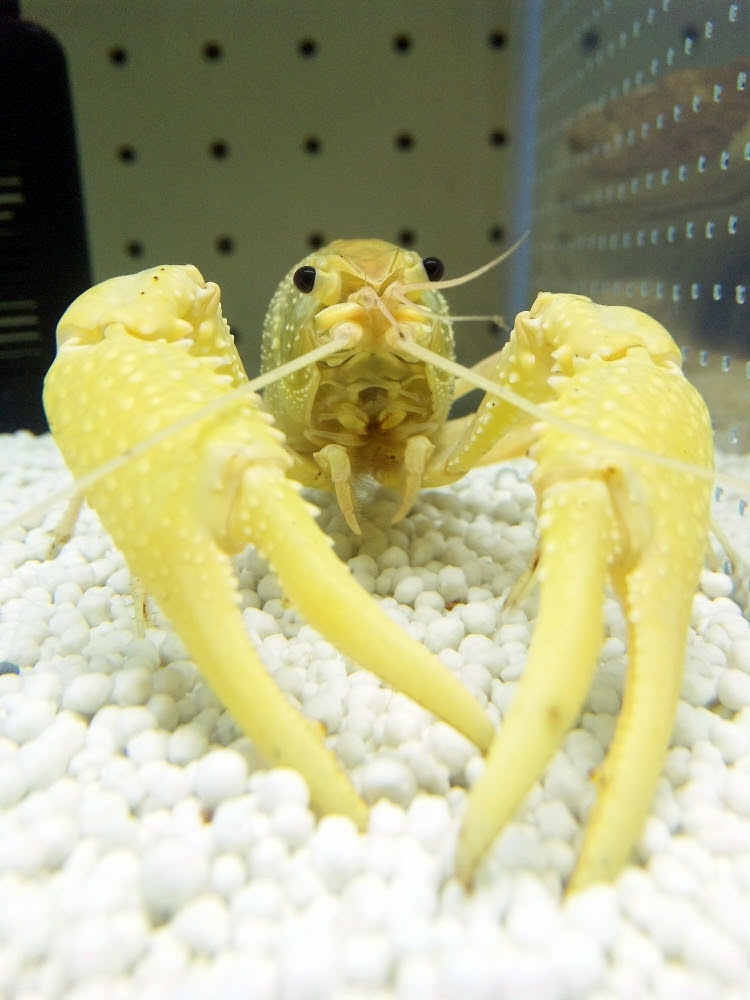 アメリカザリガニの正しい飼い方 Kohei Murakami Official Blog