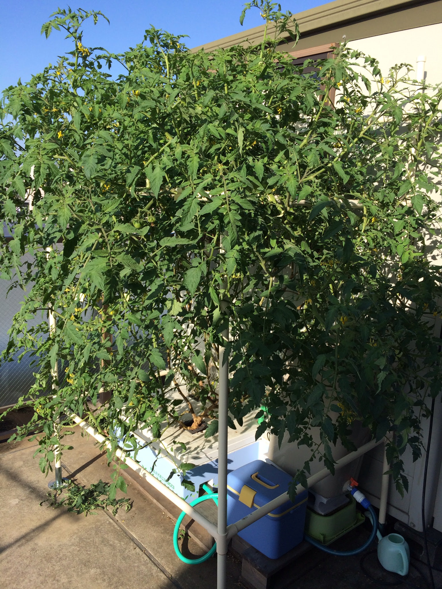 水耕栽培 17週目 2つめの自作水耕栽培水槽を立ち上げました Mycontribution Net