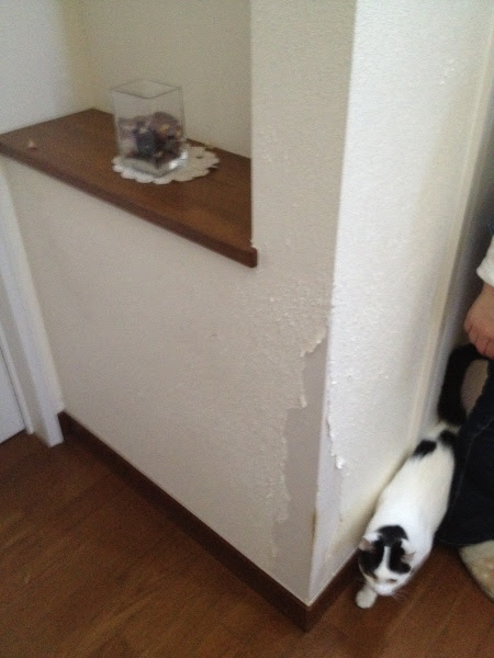 日々たたいてます 猫
