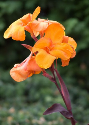誕生日の花 画像