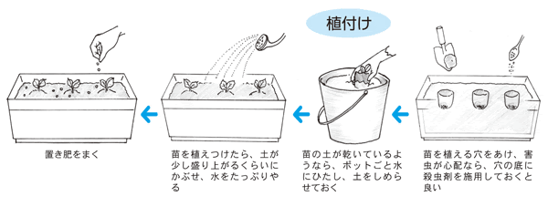 家庭菜園を楽しもう