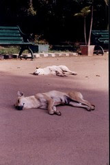 Tired dogs