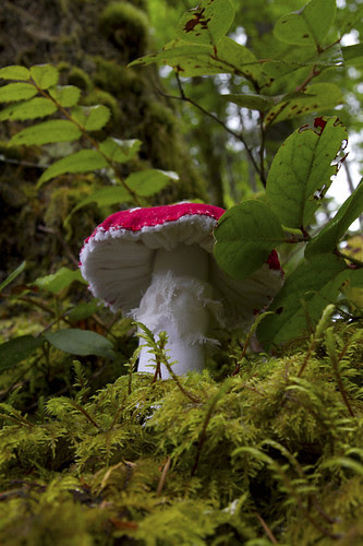 amanita
