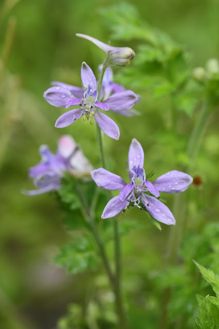 たけぽの 続 平常心是道 セリバヒエンソウ 芹葉飛燕草 ２０１２年の載せそびれ