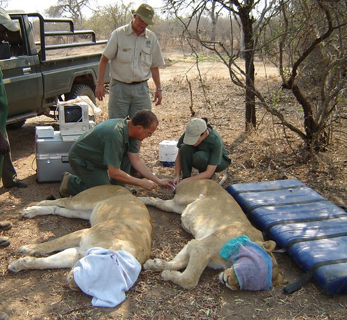 pictures of lions to draw. female lions to draw blood