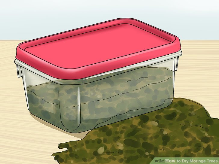 Dry Moringa Trees Step 7.jpg