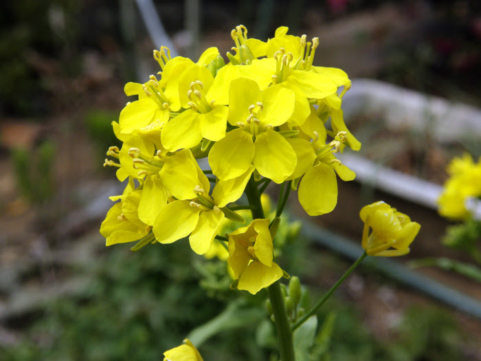 カブ 植物写真鑑