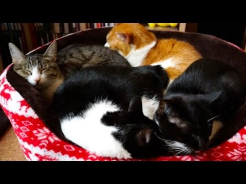猫動画 なぜか狭いところに集まって寝るネコたち 財経新聞