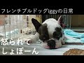 フレンチ ブルドッグ イギー 576008