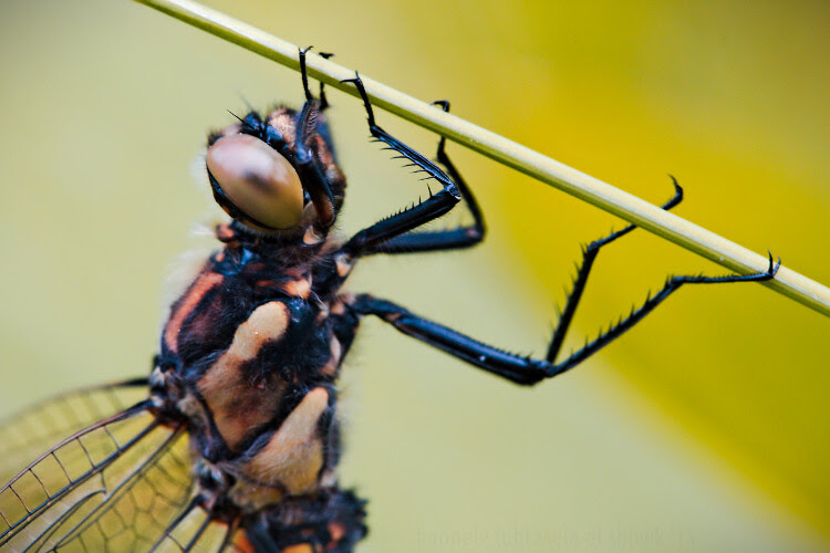 5 Quick Tips for Outdoor Macro Photography