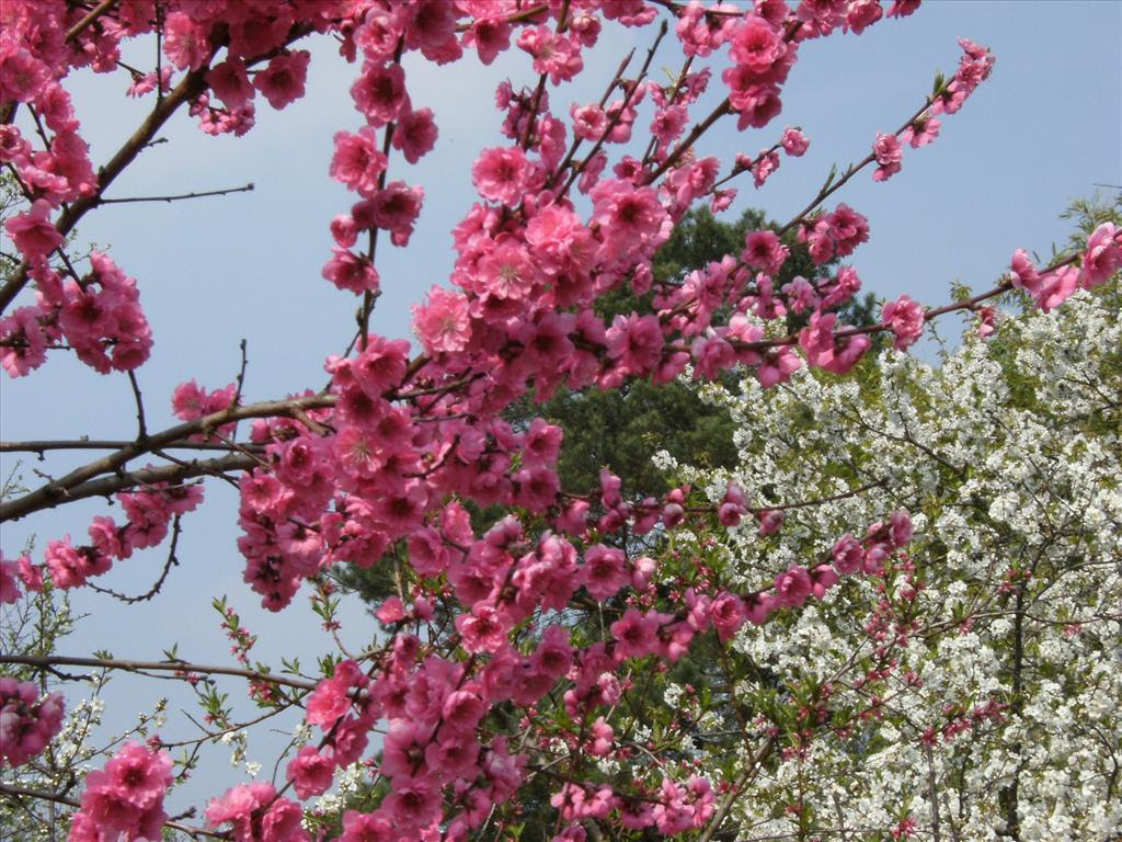 TÃ©lÃ©charger gratuitement ce fond d'Ã©cran