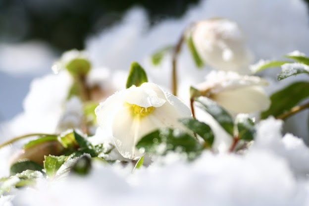 クリスマスローズ 雪の中から 写真共有サイト フォト蔵