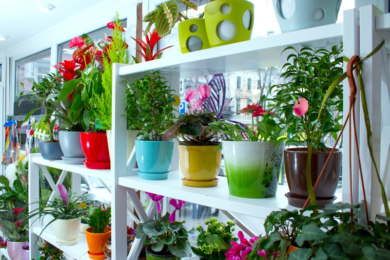 24+ Baru Tanaman Hias Gantung Indoor, Tanaman Hias