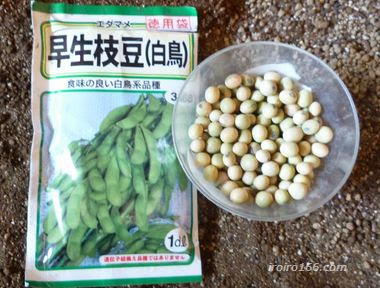 枝豆の育て方 種からはどうやるの 植え方は コツは何 知っているとちょっと得する情報ブログ