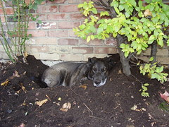 tala cody autumn 2008 055