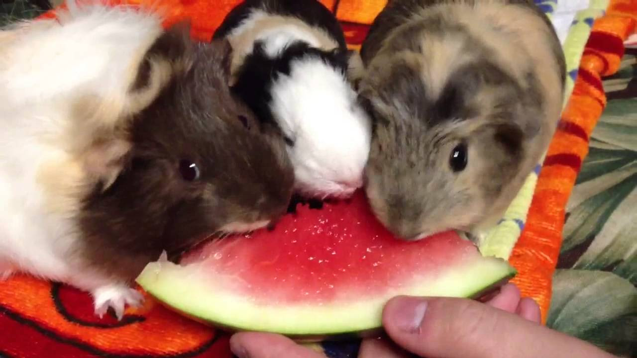 Guinea Pigs Eating Watermelon YouTube