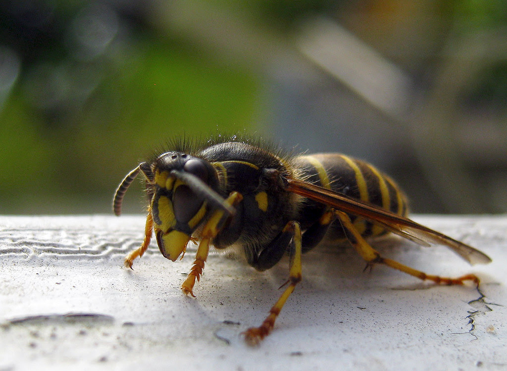Yellowjacket