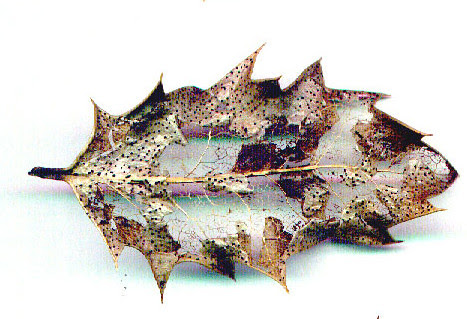 Holly leaf