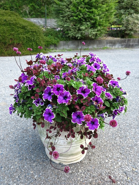 植物と暮らしたい ペチュニアとクローバーの寄せ植え