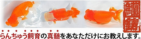 らんちゅうの稚魚黒仔の育て方 山田芳人 山田芳人のらんちゅう飼育方法 稚魚の育て方ブログ
