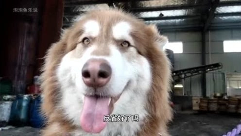 阿拉斯加追小鸡被罚 经过两天的自我反省 就在今天握手言和了 腾讯视频