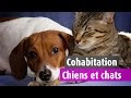 ++ 50 ++ photo de chien et chat 201217-Photo de chien chat et  cheval