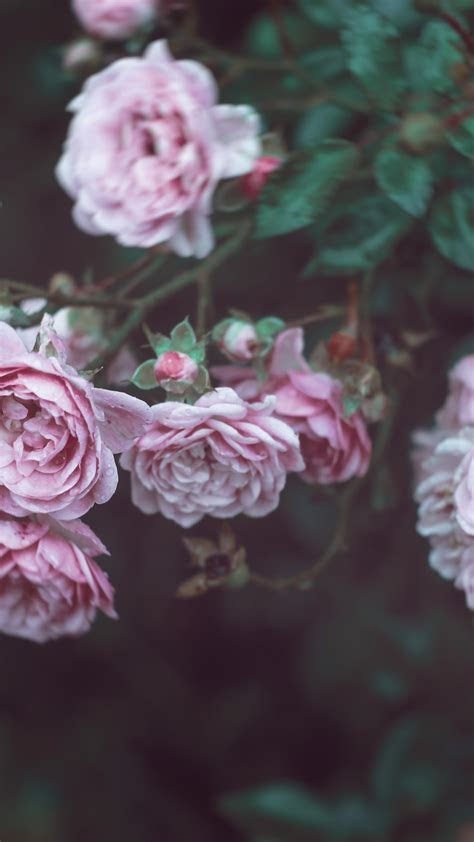 wallpaper roses  hd wallpaper  flowers pink