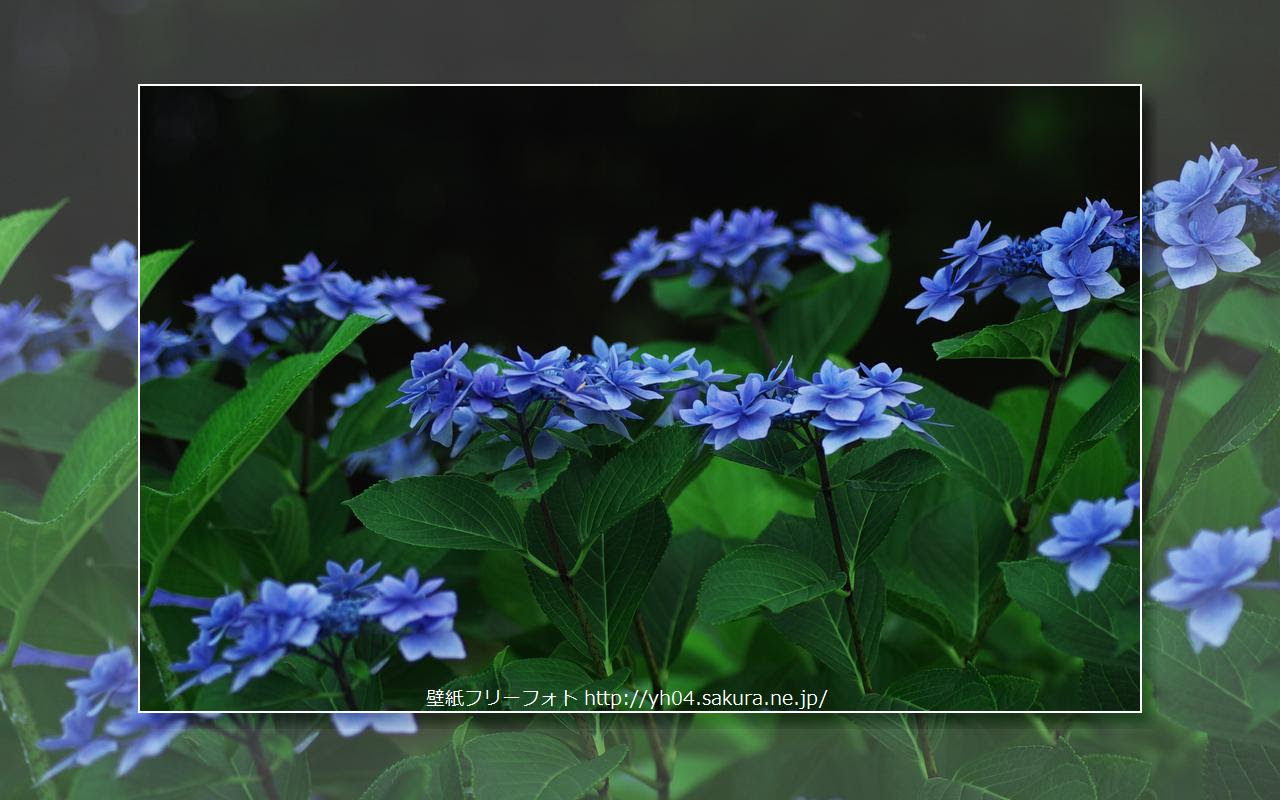 紫陽花 アジサイ 高画質 高解像度 ワイドデスクトップ 1280 800 壁紙