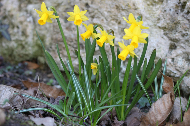 Daffodils