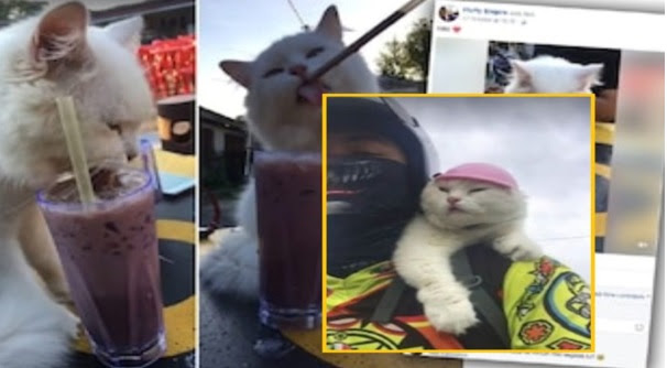 Dikecam Netizen Dianggap “Jijik” Fluffy Minum Milo Ais Di Kedai Makan. Pemilik Fluffy Tampil Ceritakan Pekara Sebenar..