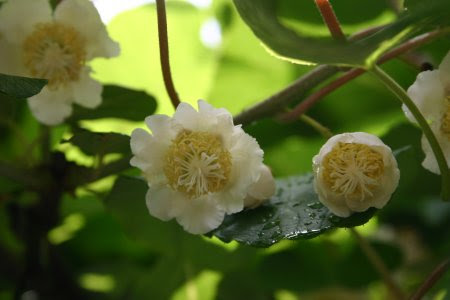 キウイの花 Kuu 風茶房 跡地