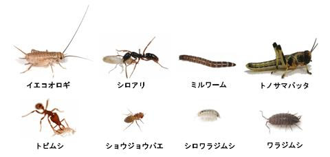 蟻の飼い方