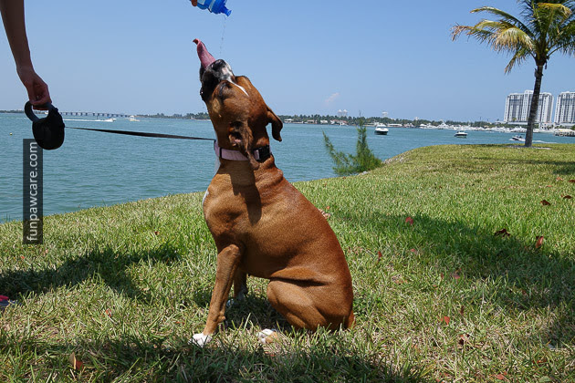 Dog Trainers in Miami (42)