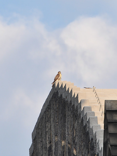 704 DSC_0068