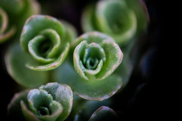 50mm lens hand-held in reverse up to an 18-55mm kit lens. 