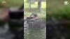 Swan does something amazing for hungry fish