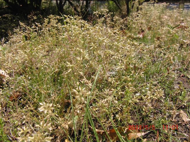 芝生の春雑草 Urban Green 稲毛高浜北団地の緑