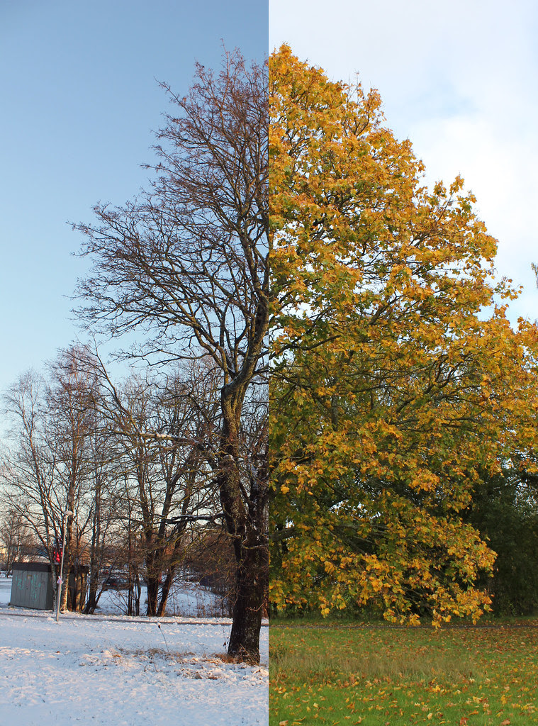 Winter Vs. Autumn