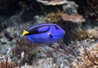 ファイディング ニモ図鑑 那覇ショップ 沖縄ダイビングサービスmana