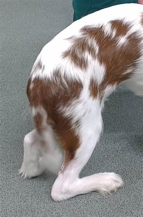 Start in a high plank with … The Successful Treatment of Achilles Tendon Issues in Dogs