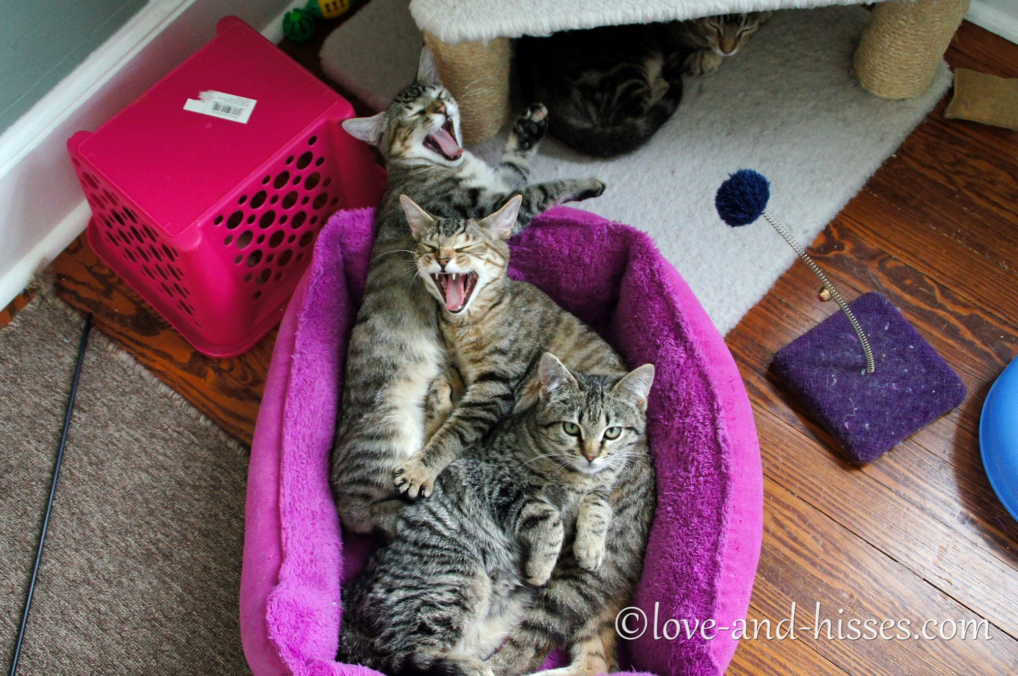 Three kittens in a cat bed, two yawning