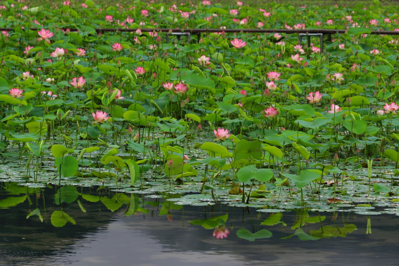 花の新名所 蓮の花苑も 姫路 ヤマサ蒲鉾工場 兵庫県 Lineトラベルjp 旅行ガイド