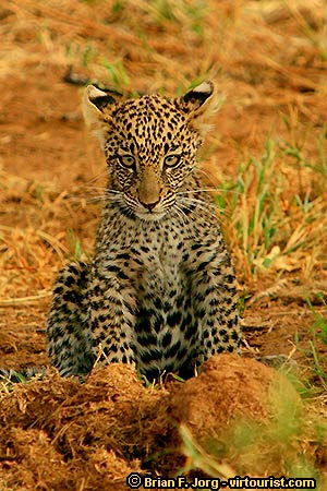pictures of kenya animals. Kenya Safari, Samburu Game