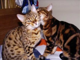 Buon Compleanno Con I Gatti Immagini
