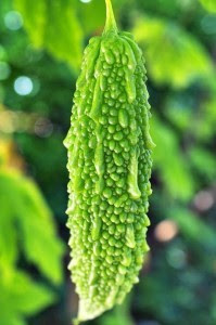 melão de são caetano verde